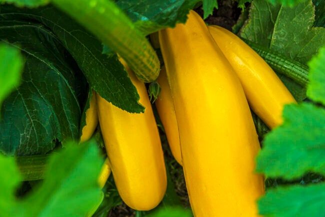 close view of yellow zucchini growing in a garden