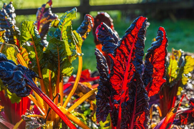 close view of dark red swiss chard leaves growing in a garden