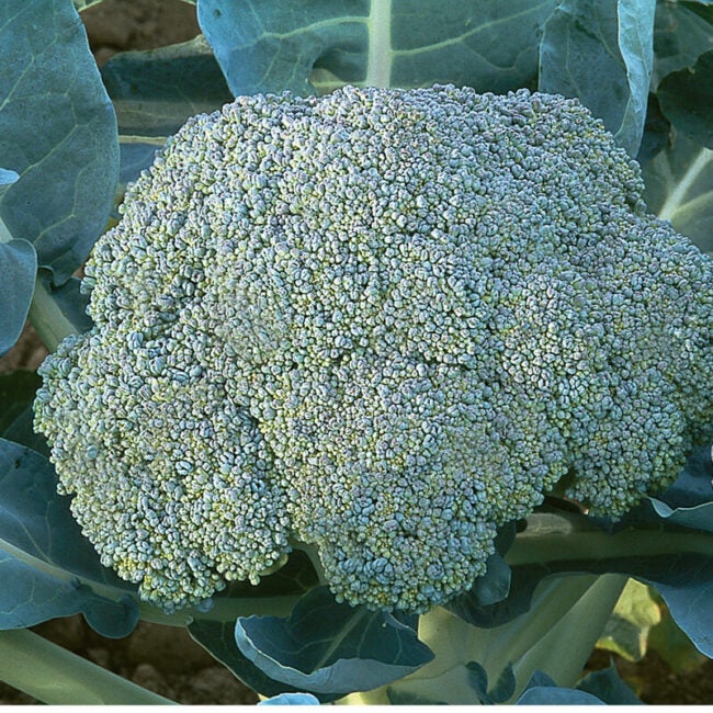close view of large head of broccoli