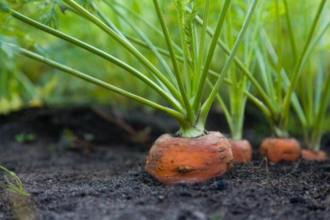 close view of top of carrot root growing from the ground with leaves springing up