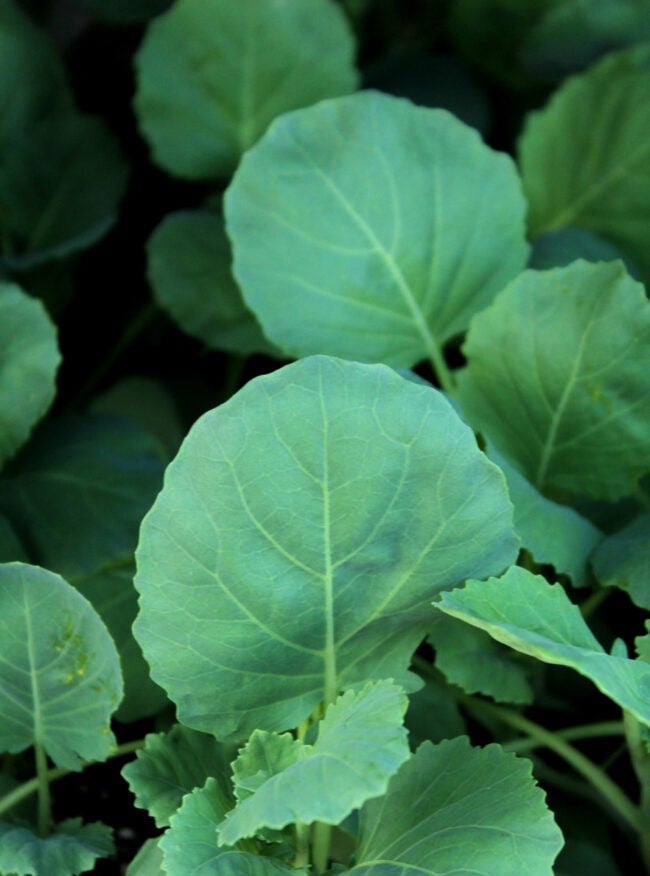 close view of round green leaves of Georgia collards growing in garden