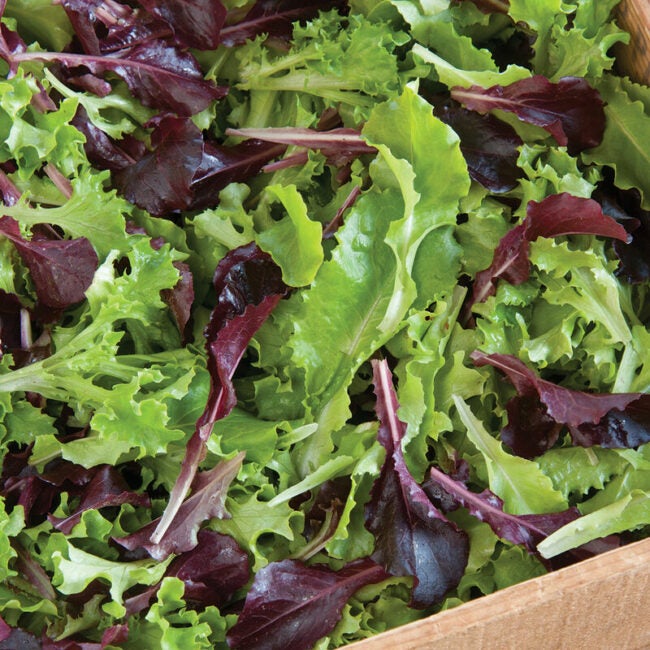 mixed green and purple lettuce in a crate