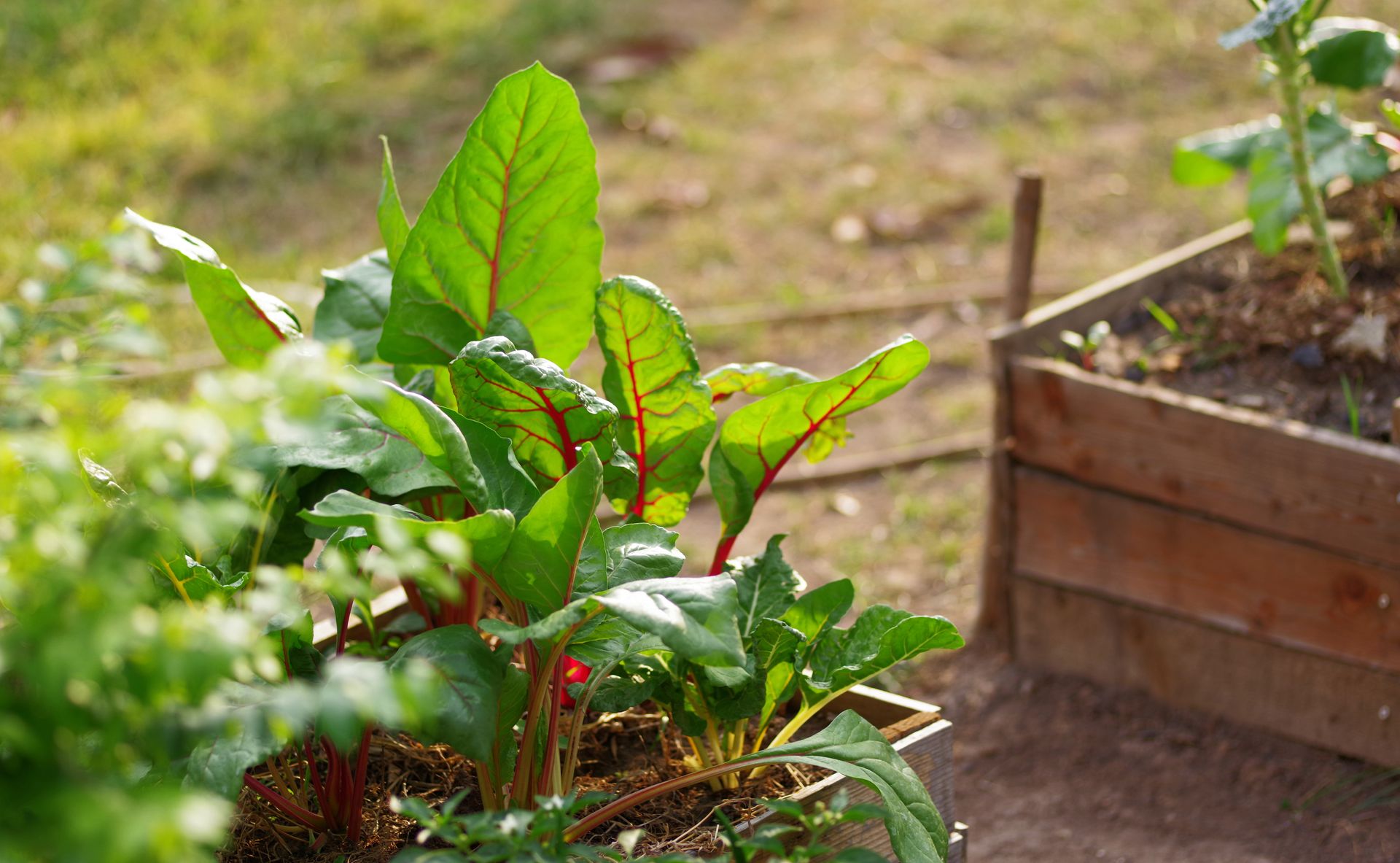 Swiss chard leaves growing in a raised bed