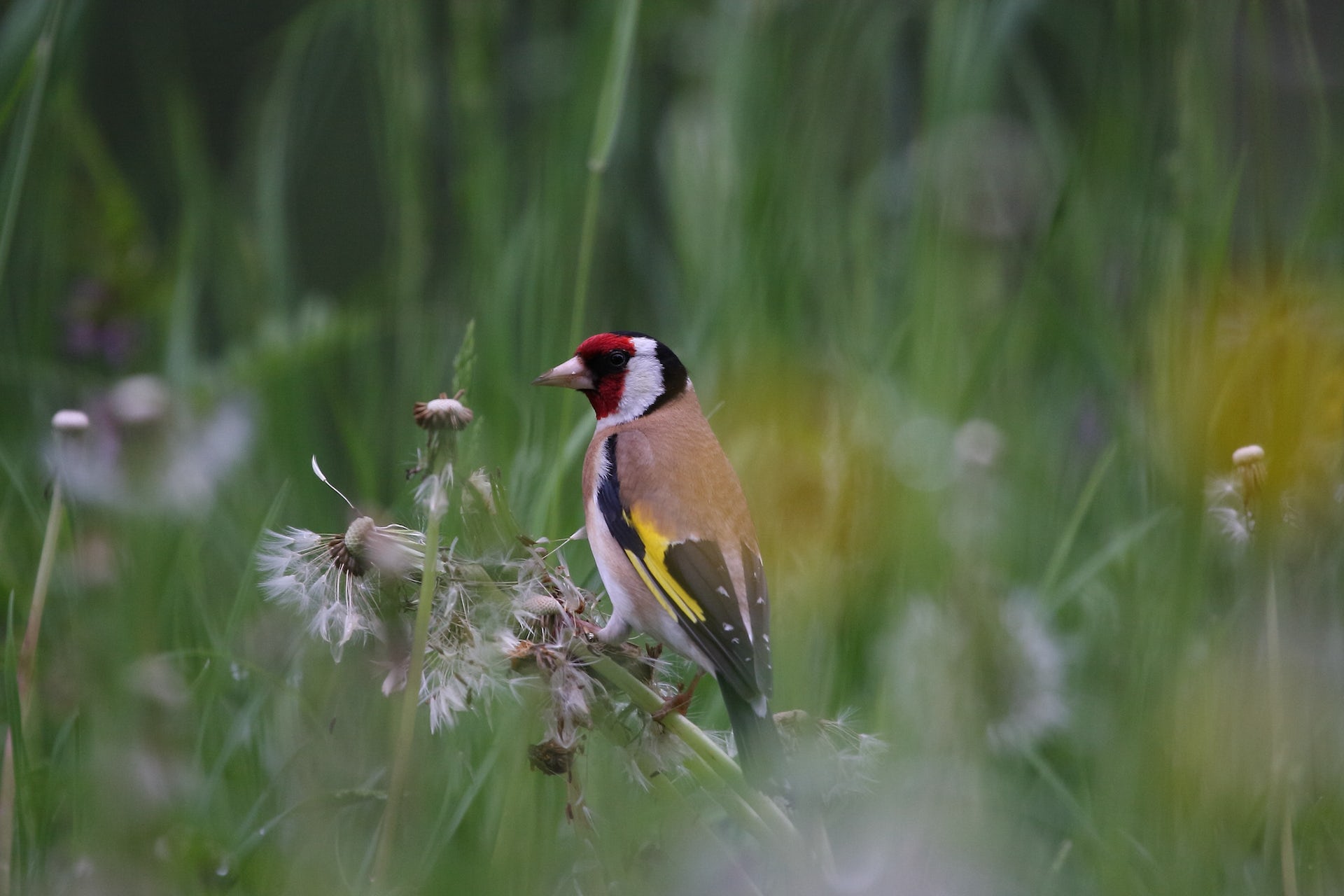 A goldfinch feeding on dandelion seeds.