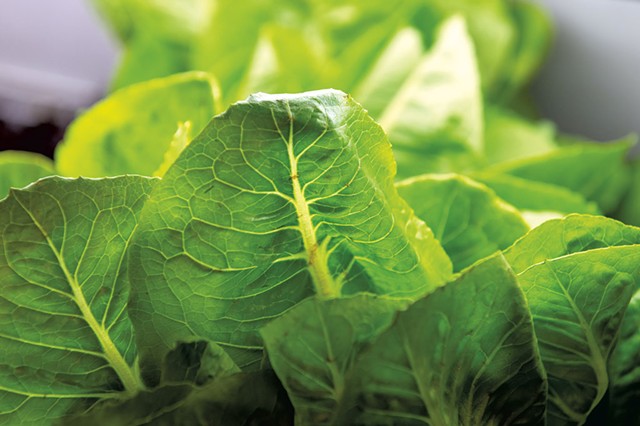 Fresh produce from Wood's Market Garden - CALEB KENNA