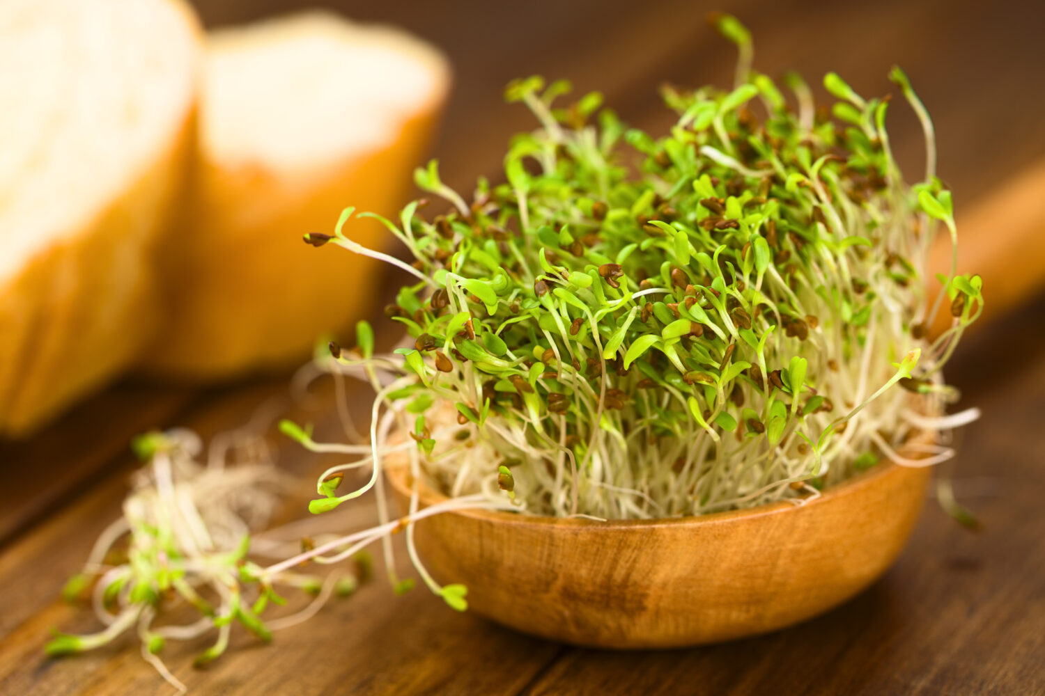 Sprouted alfalfa seeds on wooden spoon (Very Shallow Depth of Field, Focus on sprouts in the front)