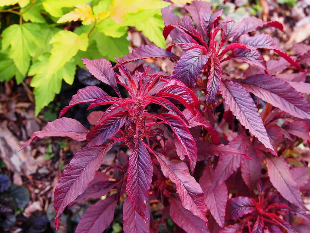 Purple Edible Amaranth leaves