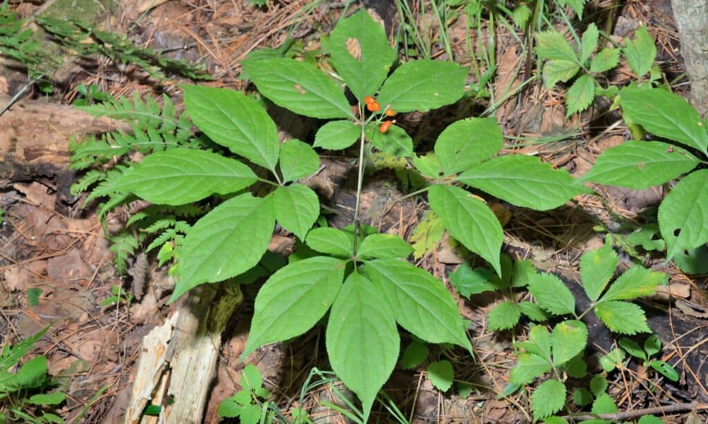 korean ginseng growing in wild