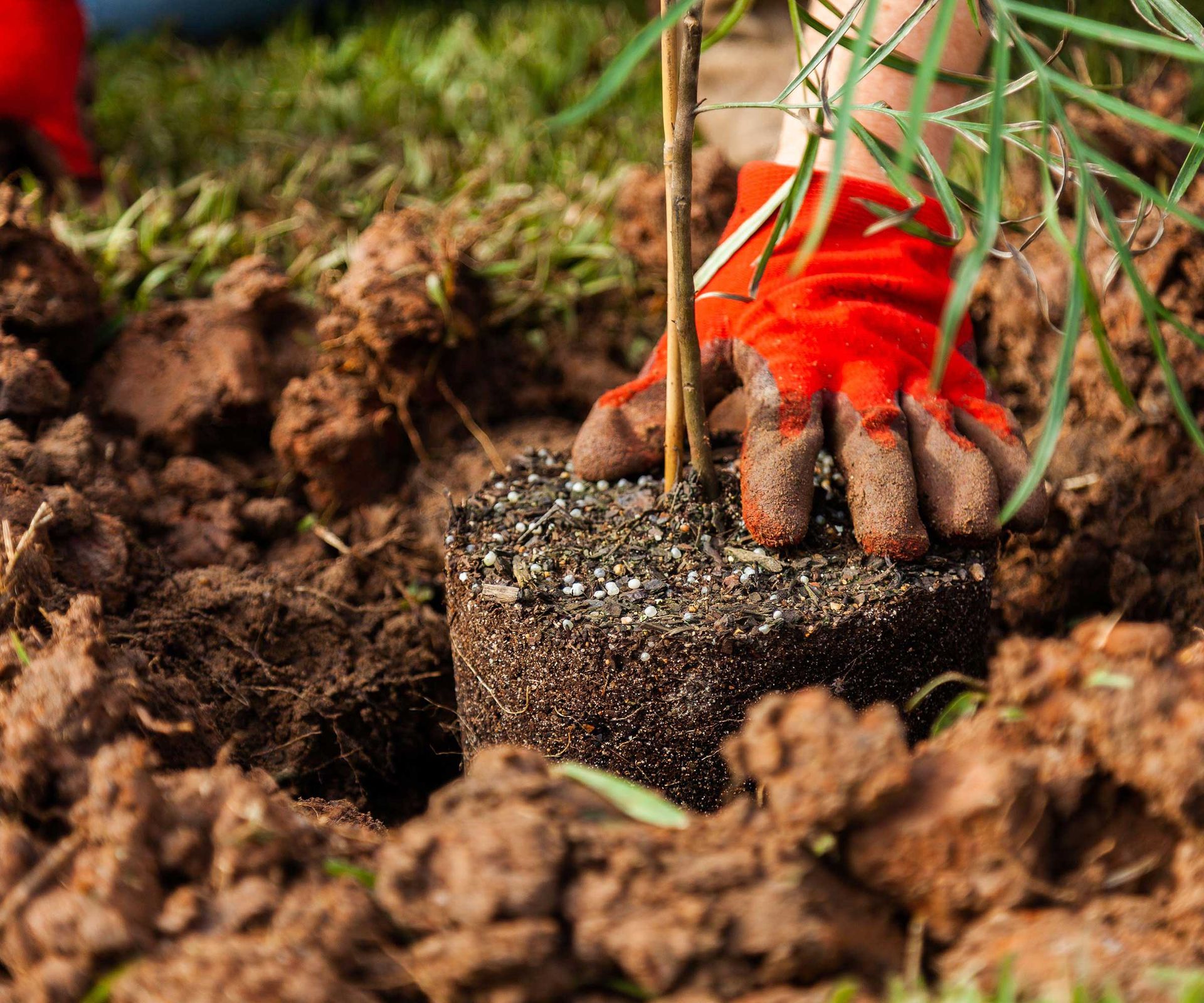 planting a tree