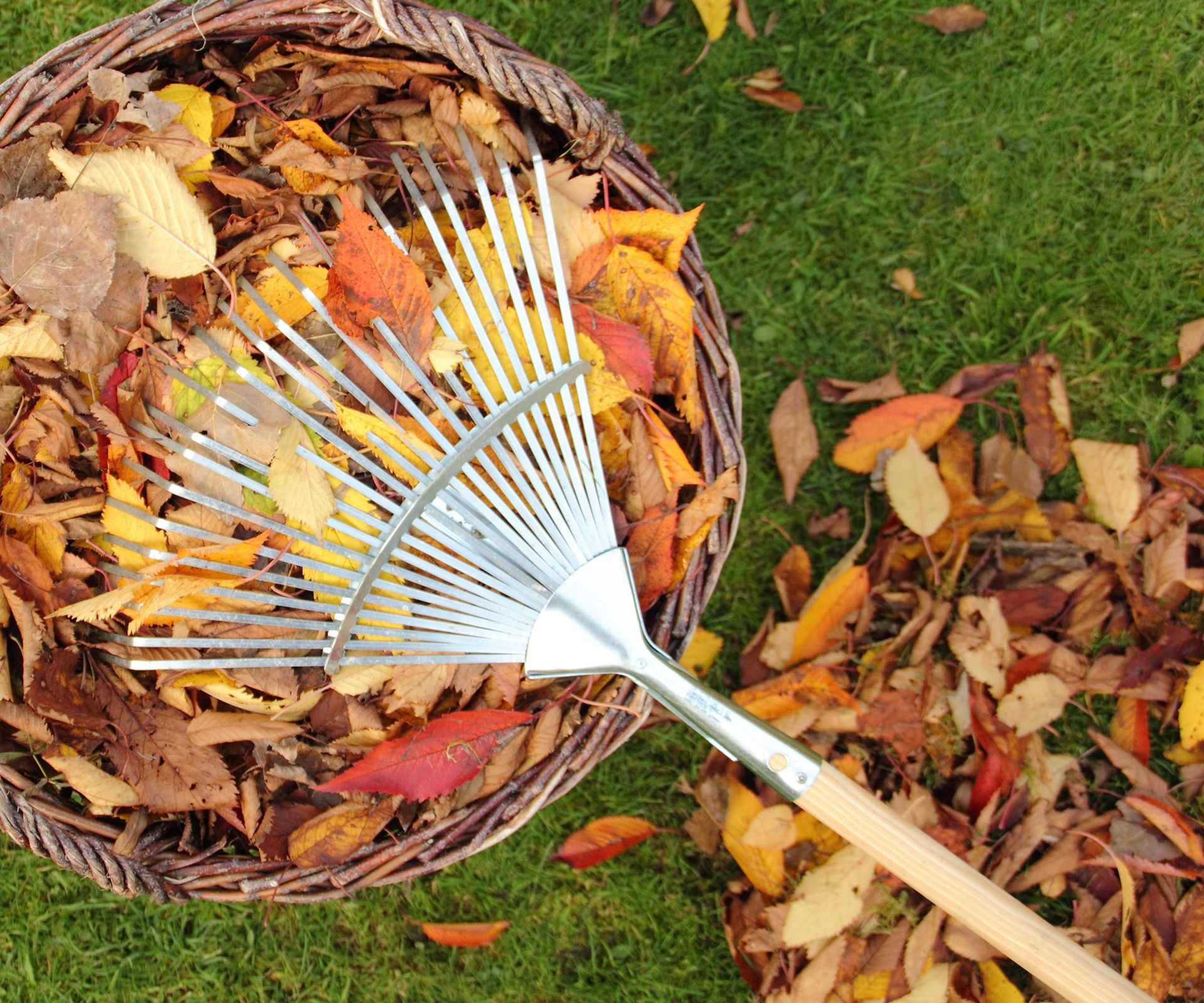 fall leaves