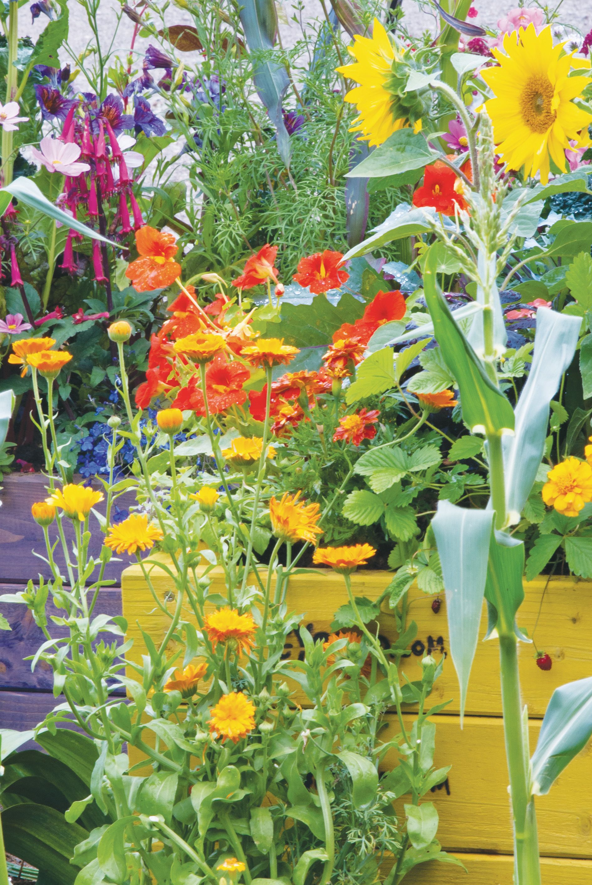 sunflowers with nasturtium and marigolds