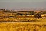 A field on Imperial Stock Ranch where scientists have collected soil samples to measure the changes in carbon concentration as the ranch has changed its farming and grazing practices.