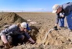 Oregon State University graduate student Drew Childs, left, collects soil samples from a farm near Boardman with OSU professor Markus Kleber in March.