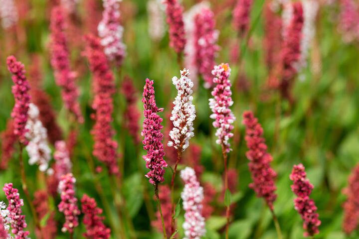 When it comes to flowers, Persicaria amplexicaulis Firetail was the standard-bearer of fleece-flower varieties for years. (Getty Images) 