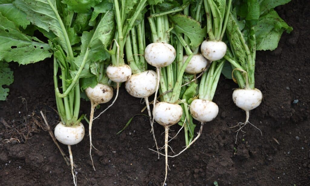 turnips are a great root vegetable to plant in September.