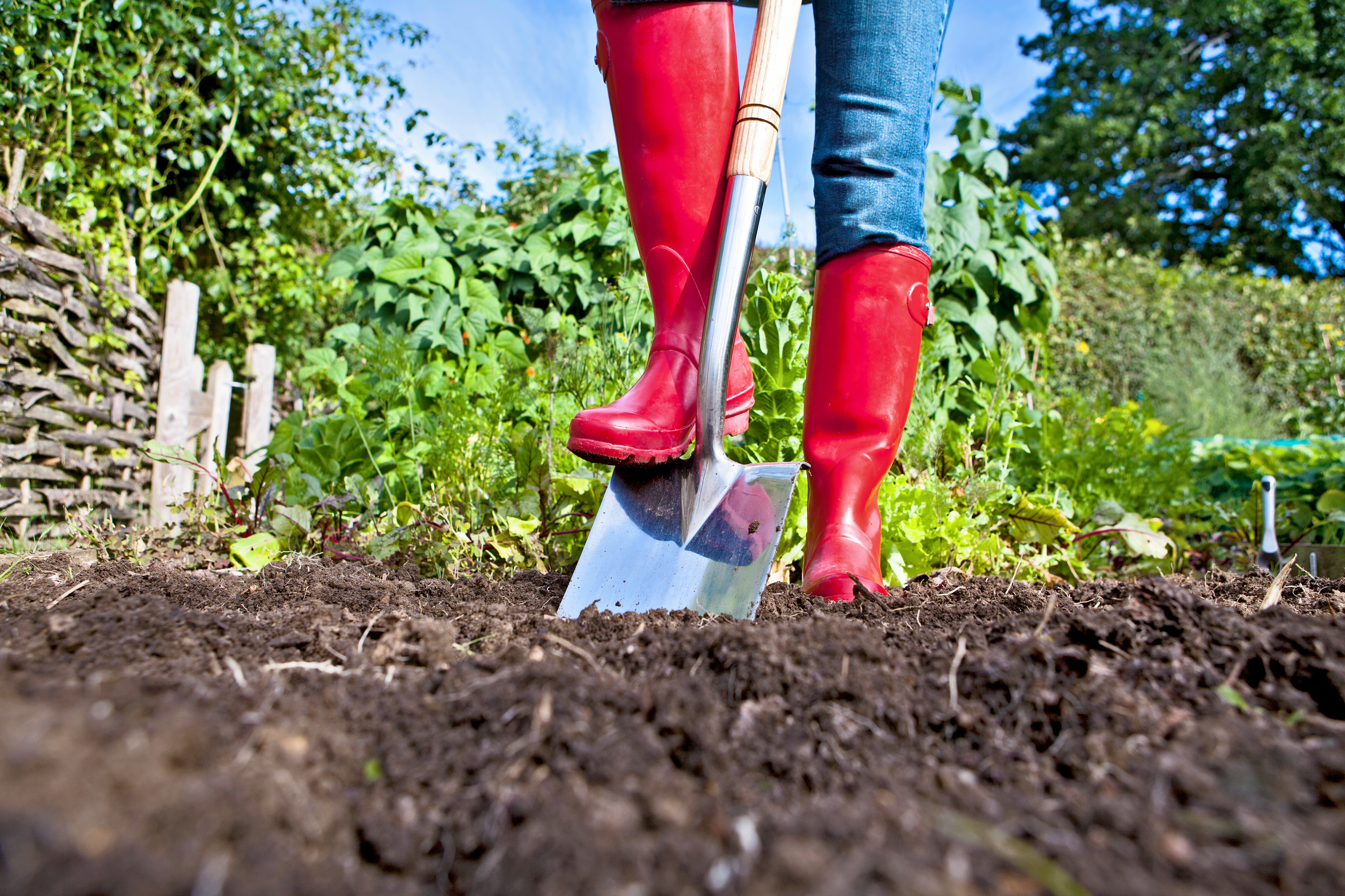 A gardening whizz has shared the best vegetables to plant this month