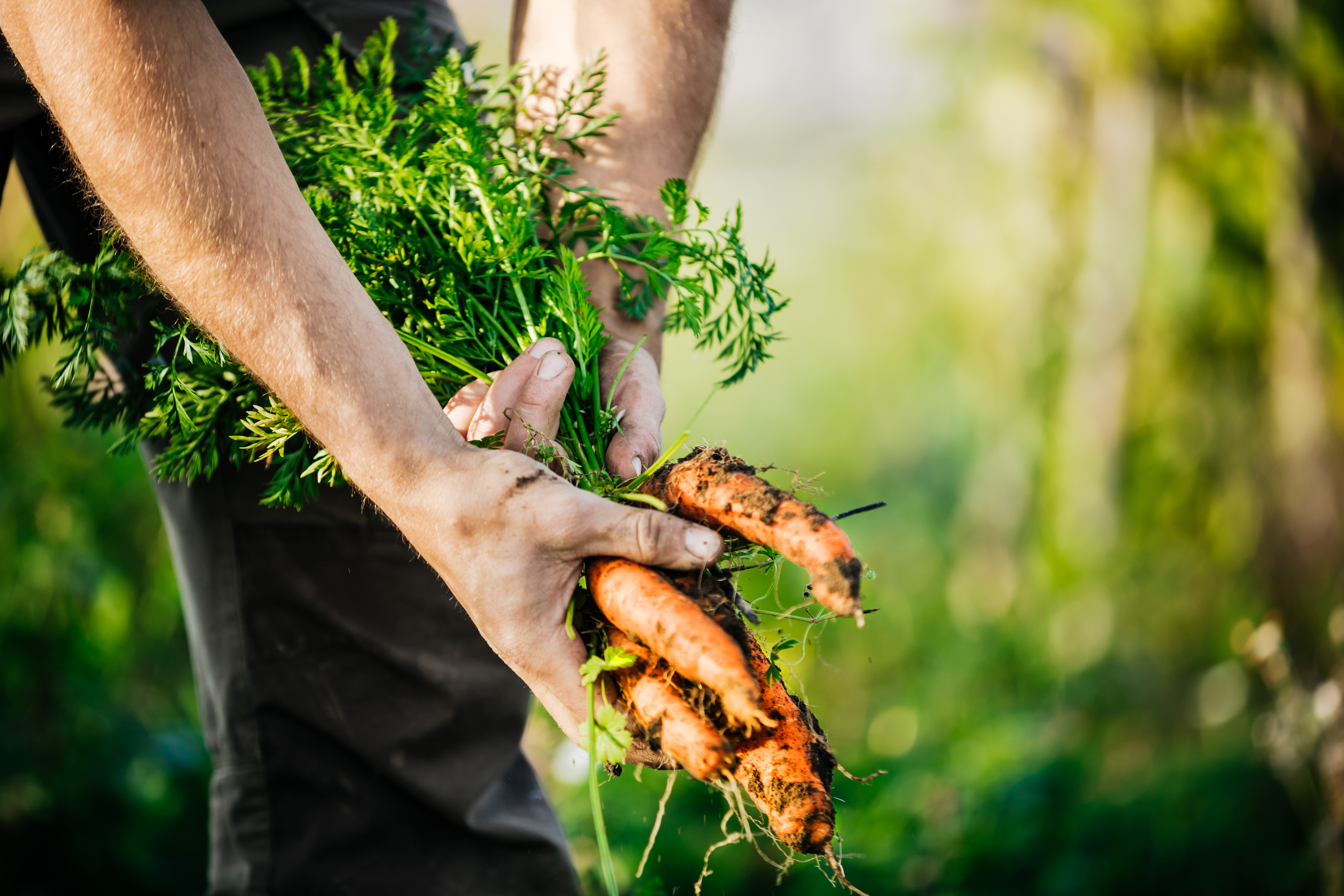 September is the perfect time to grow some tasty vegetables