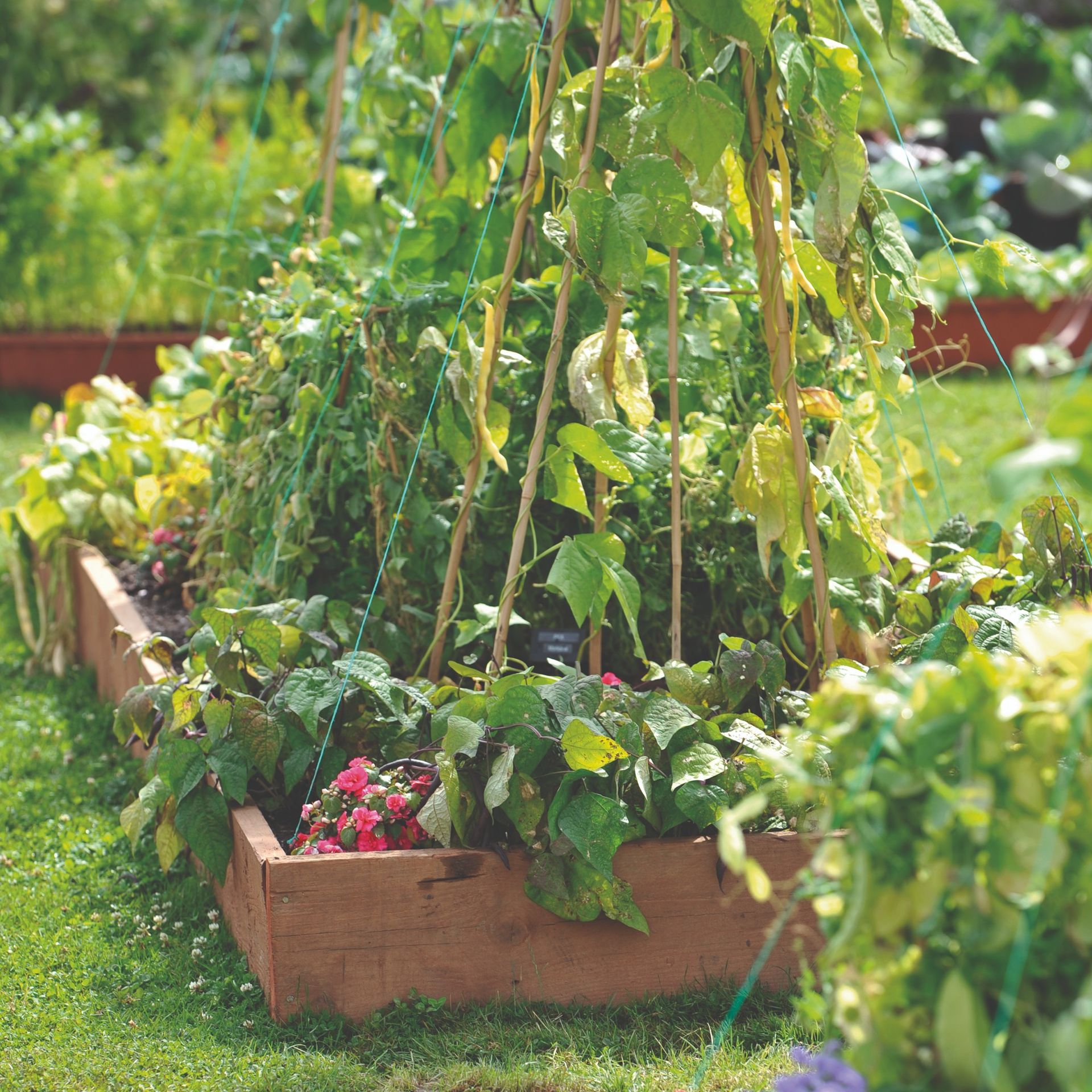 A garden with a vegetable patch
