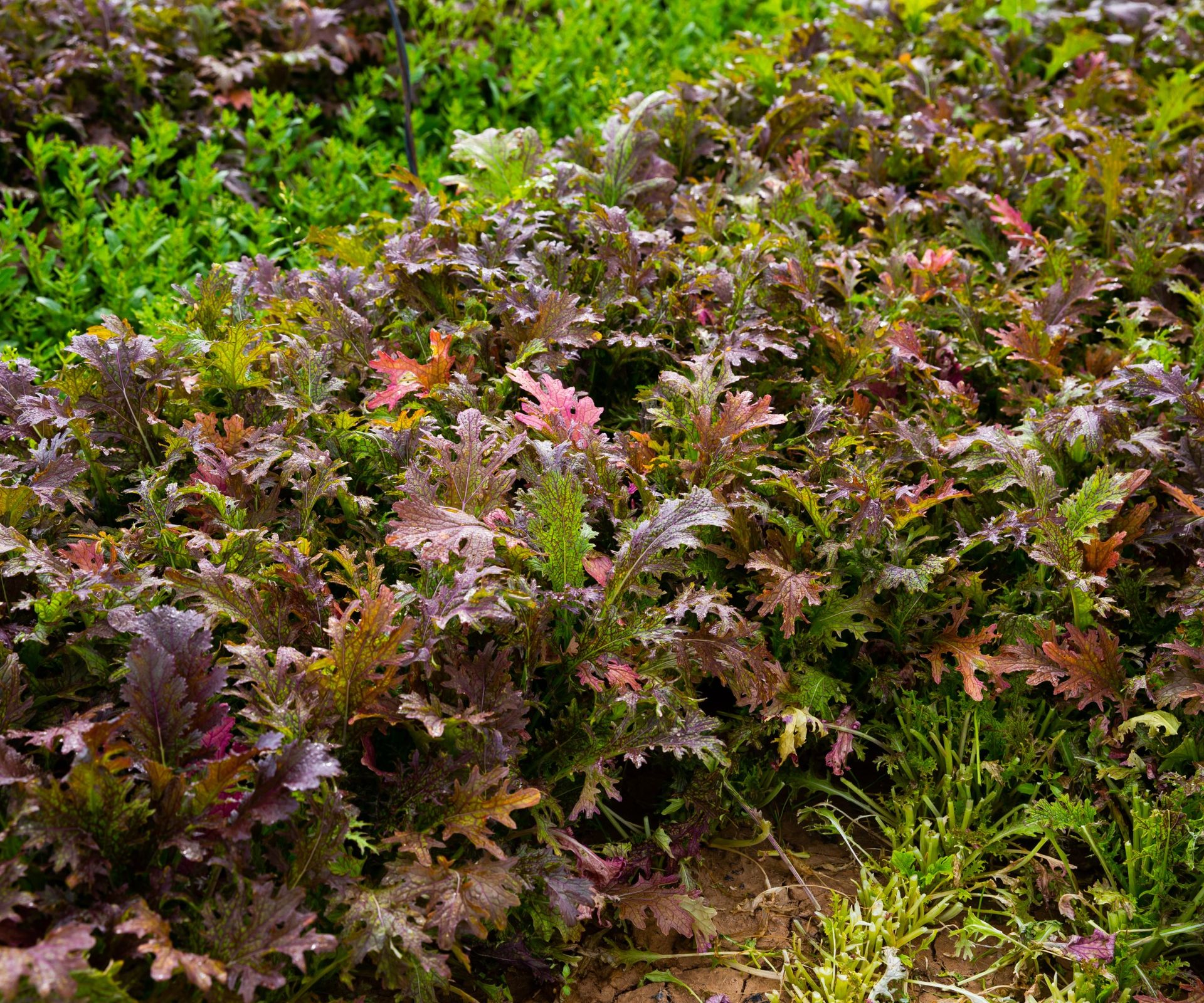 Red mizuna growing in a garden
