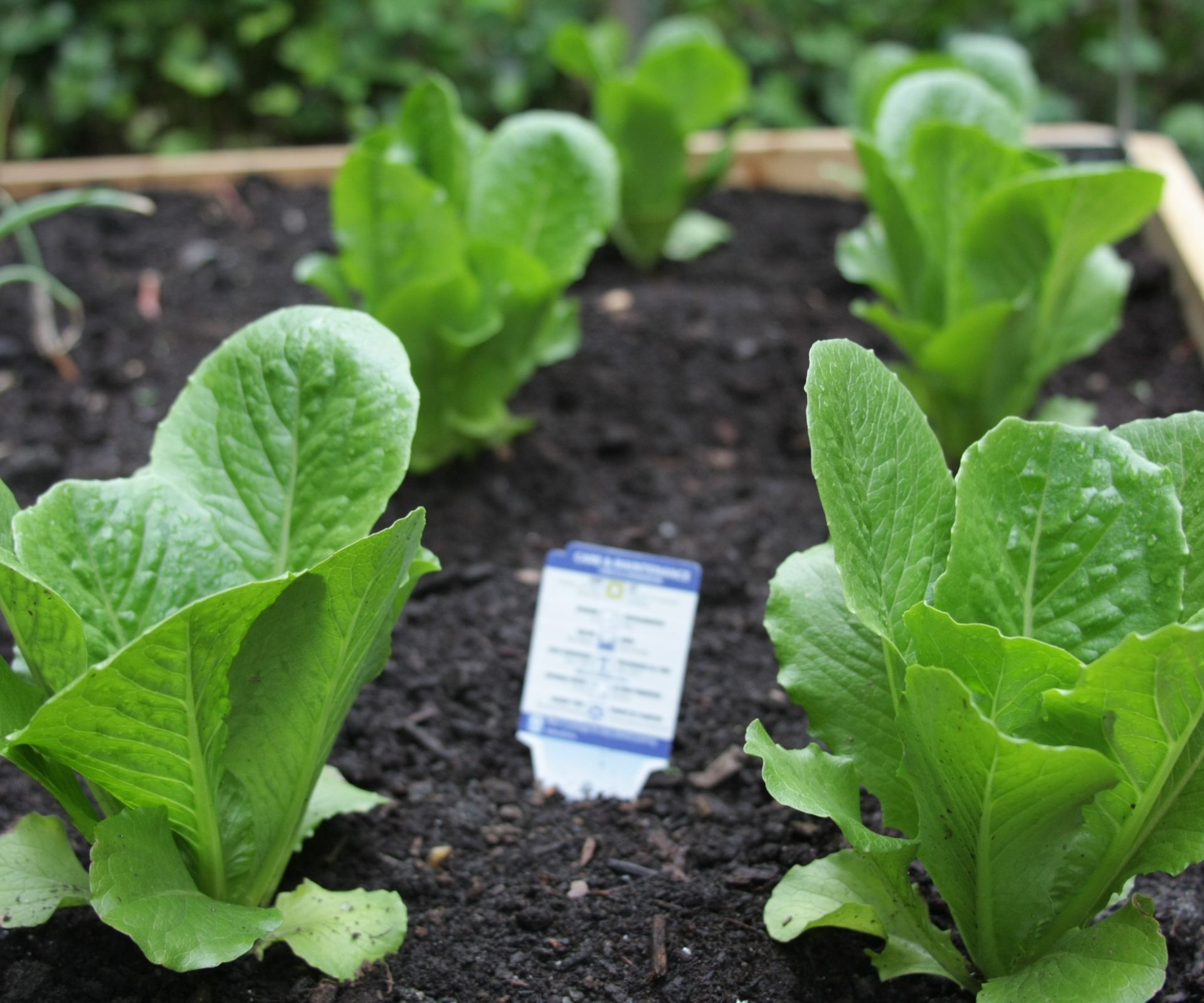 Spinach plants planted in the vegetable garden