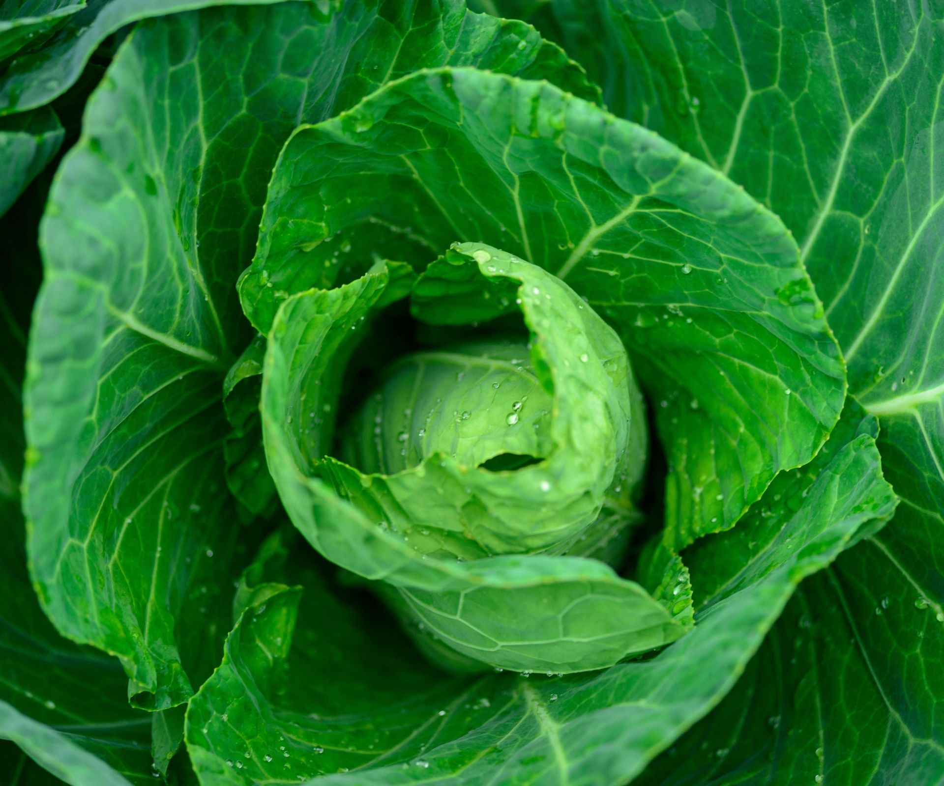 Spring cabbage