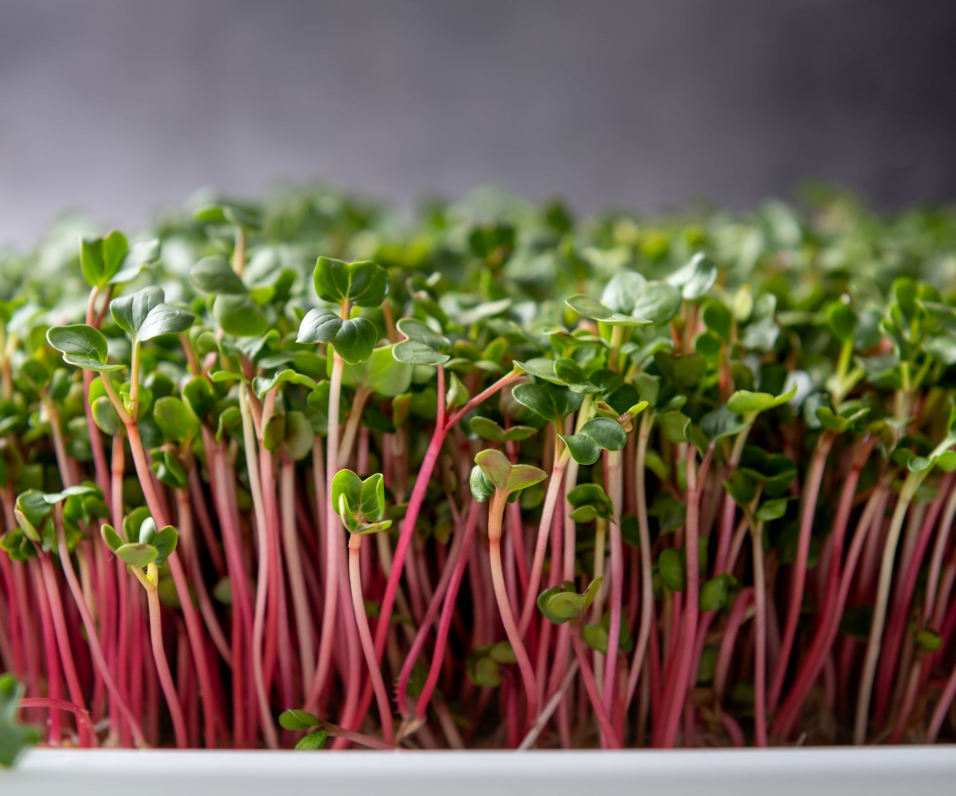 Radish microgreens