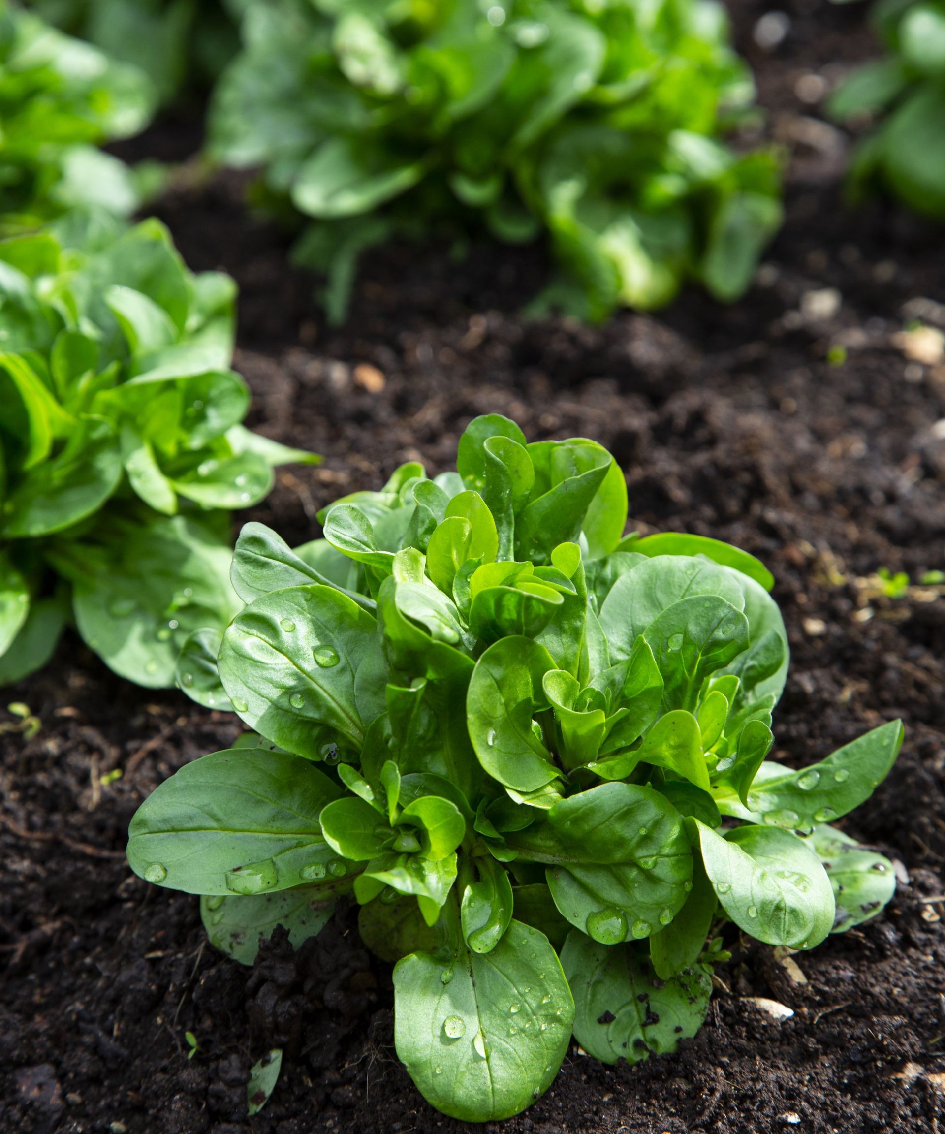Corn salad plants growing