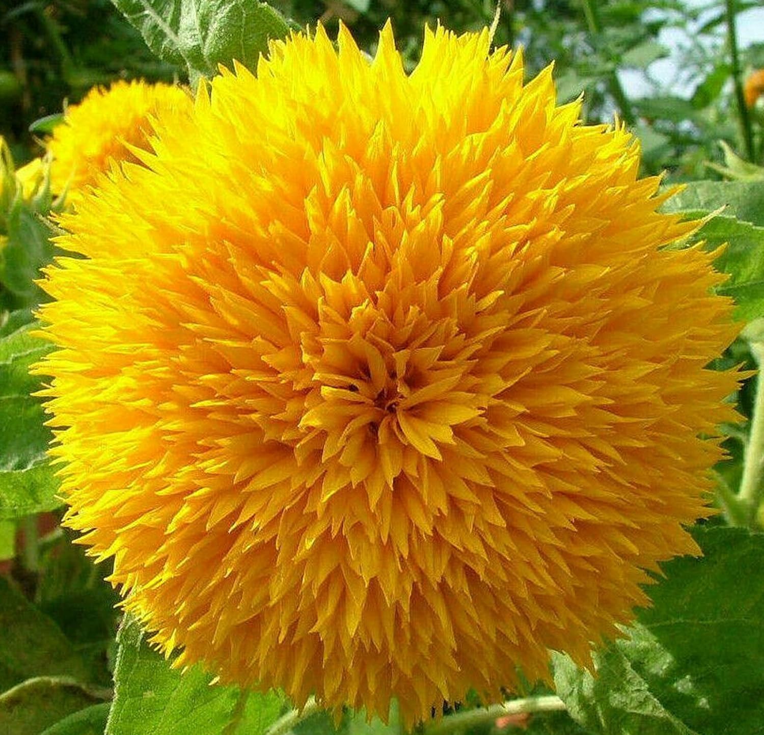 Axel's Garden Seeds Dwarf Sunflower Seeds Axel's Garden Seeds Dwarf Sunflower Seeds