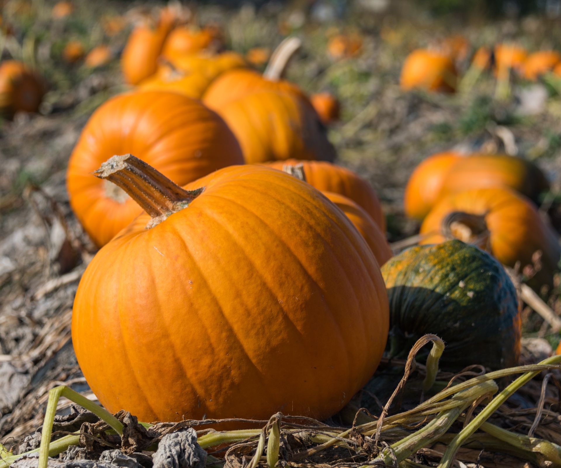 Pumpkins on a pumpkin patch