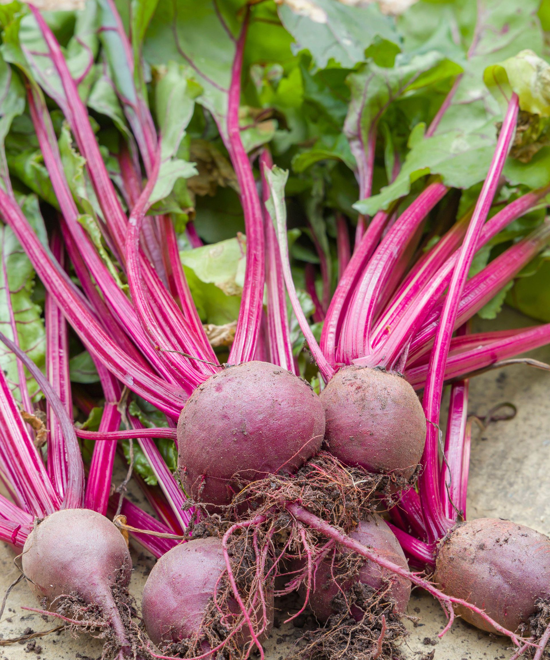 beetroot Boltardy at harvest with foliage attached