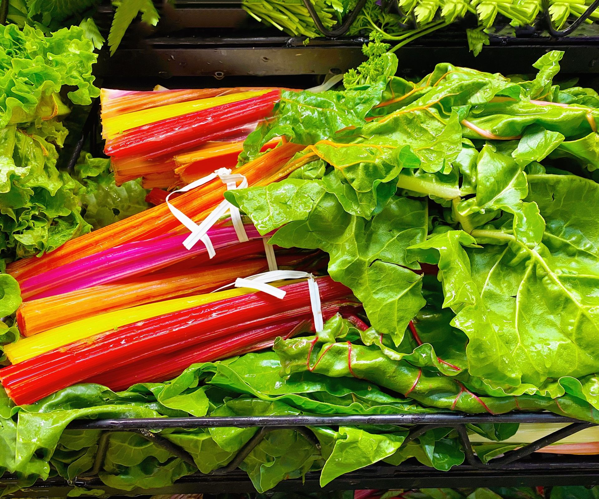 Bright harvested swiss chard leaves