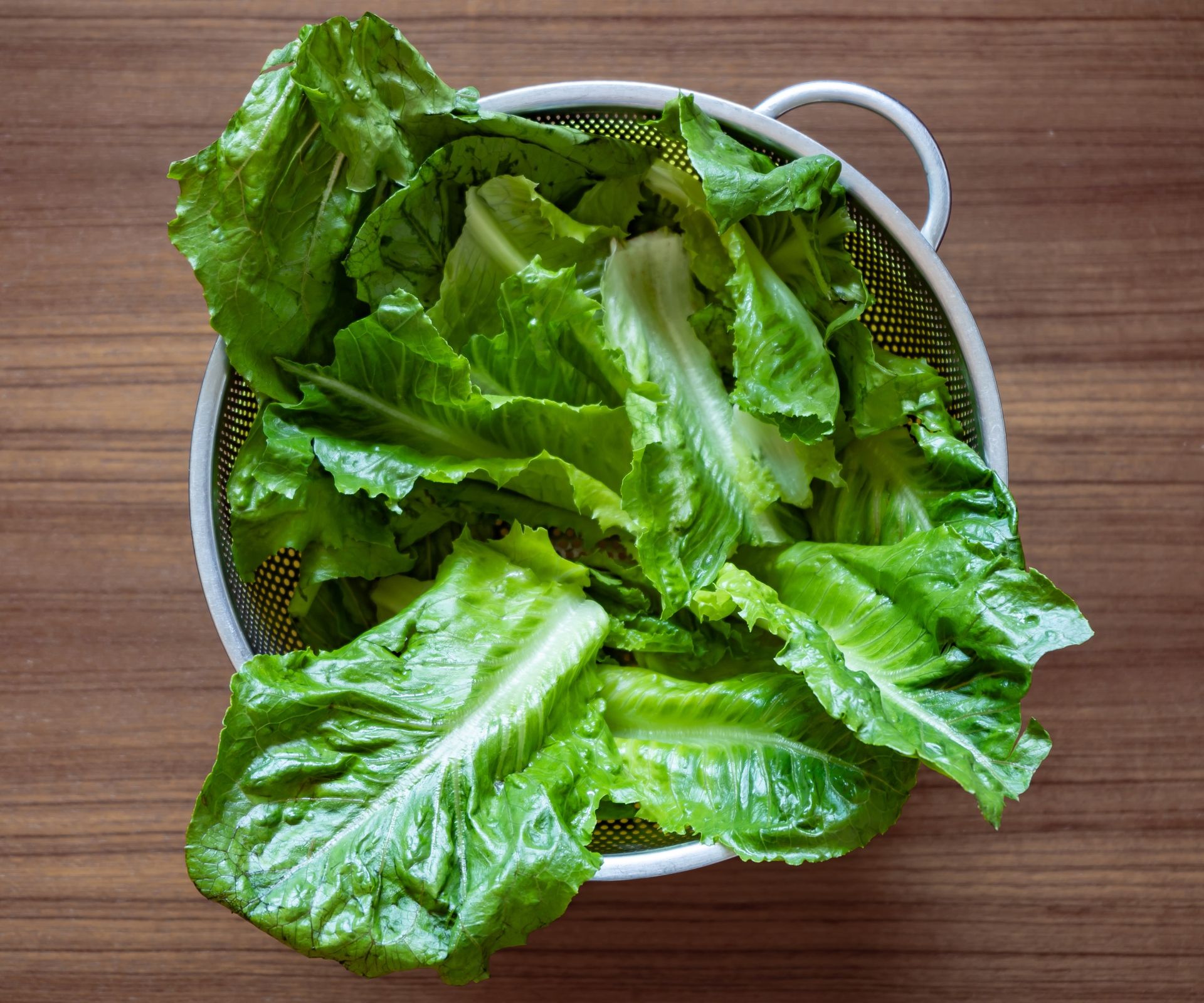 Lettuce leaves harvested in a colander