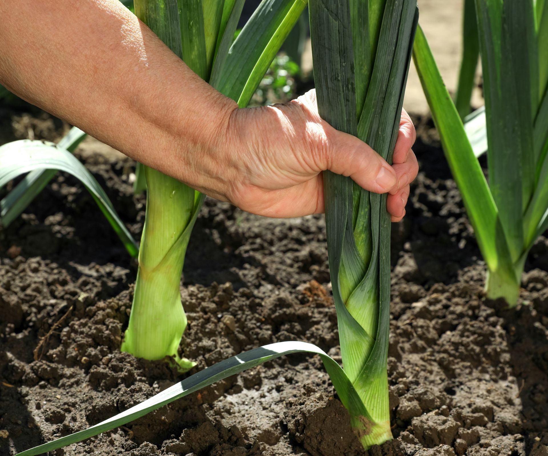 Harvesting leeks in a vegetable garden