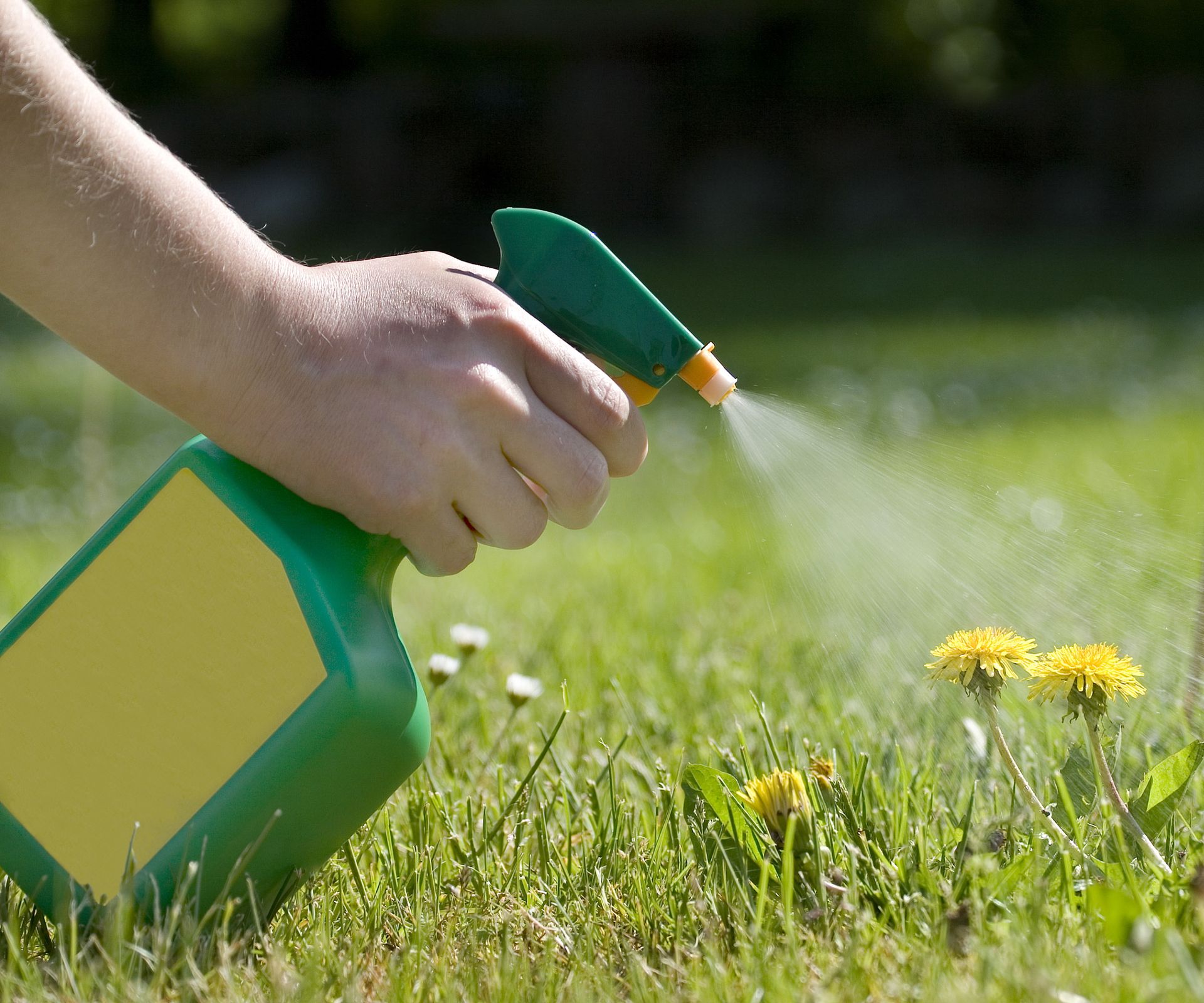 Spraying dandelion weeds on a lawn