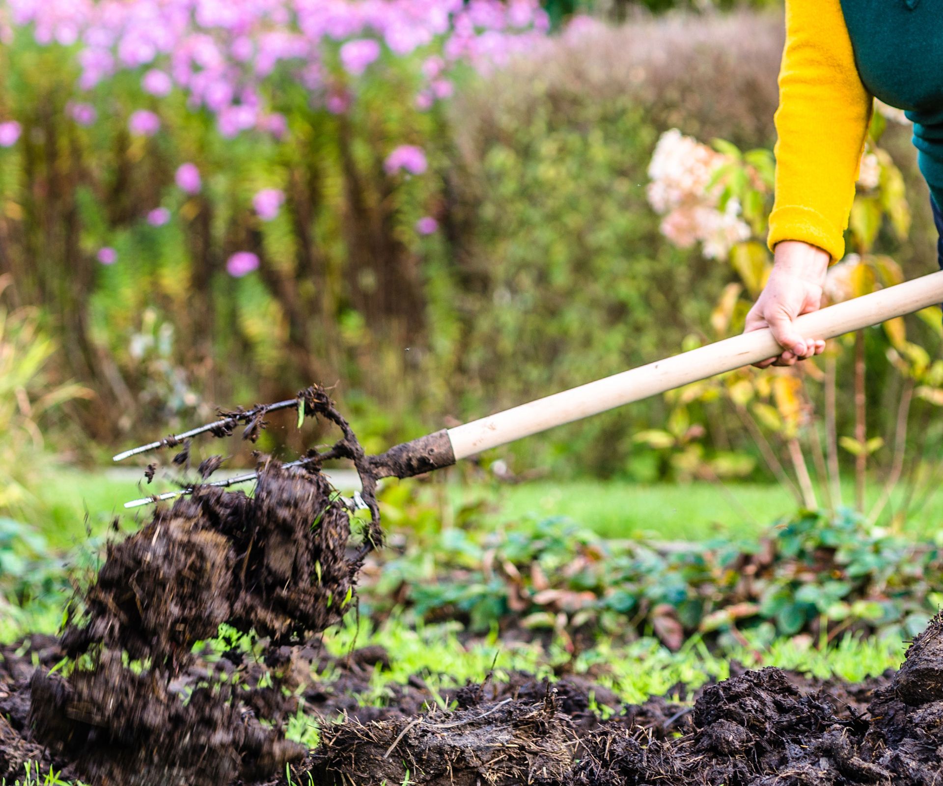 Improving soil b y digging in manure