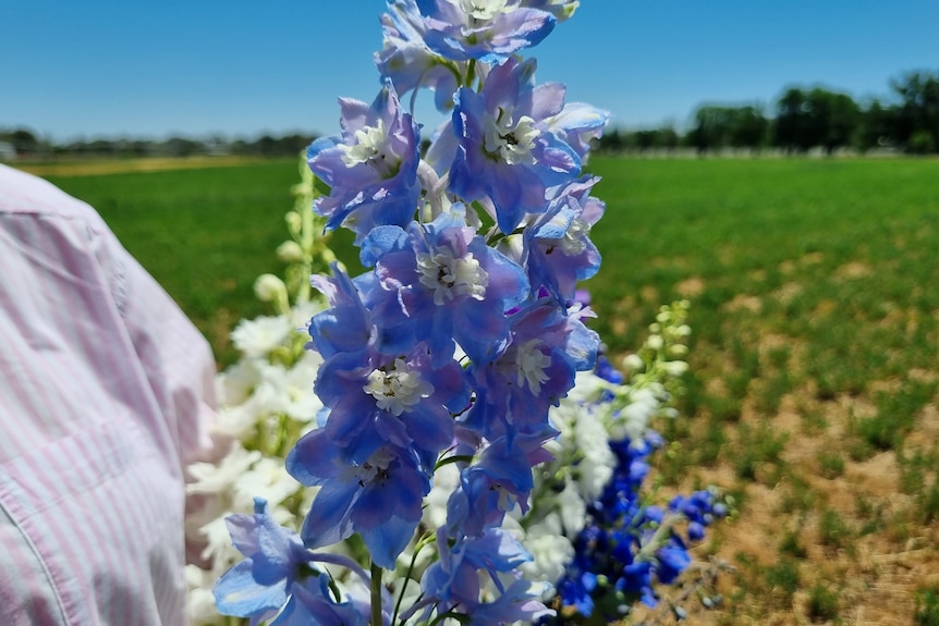 A purple flower is held up to the camera.