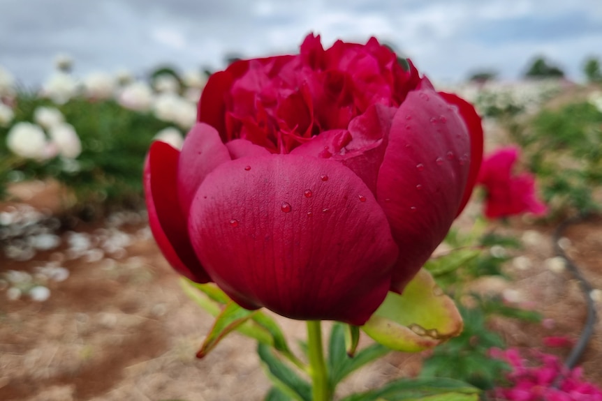 A red flower with rain drops on it.