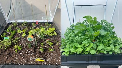 balcony gardening