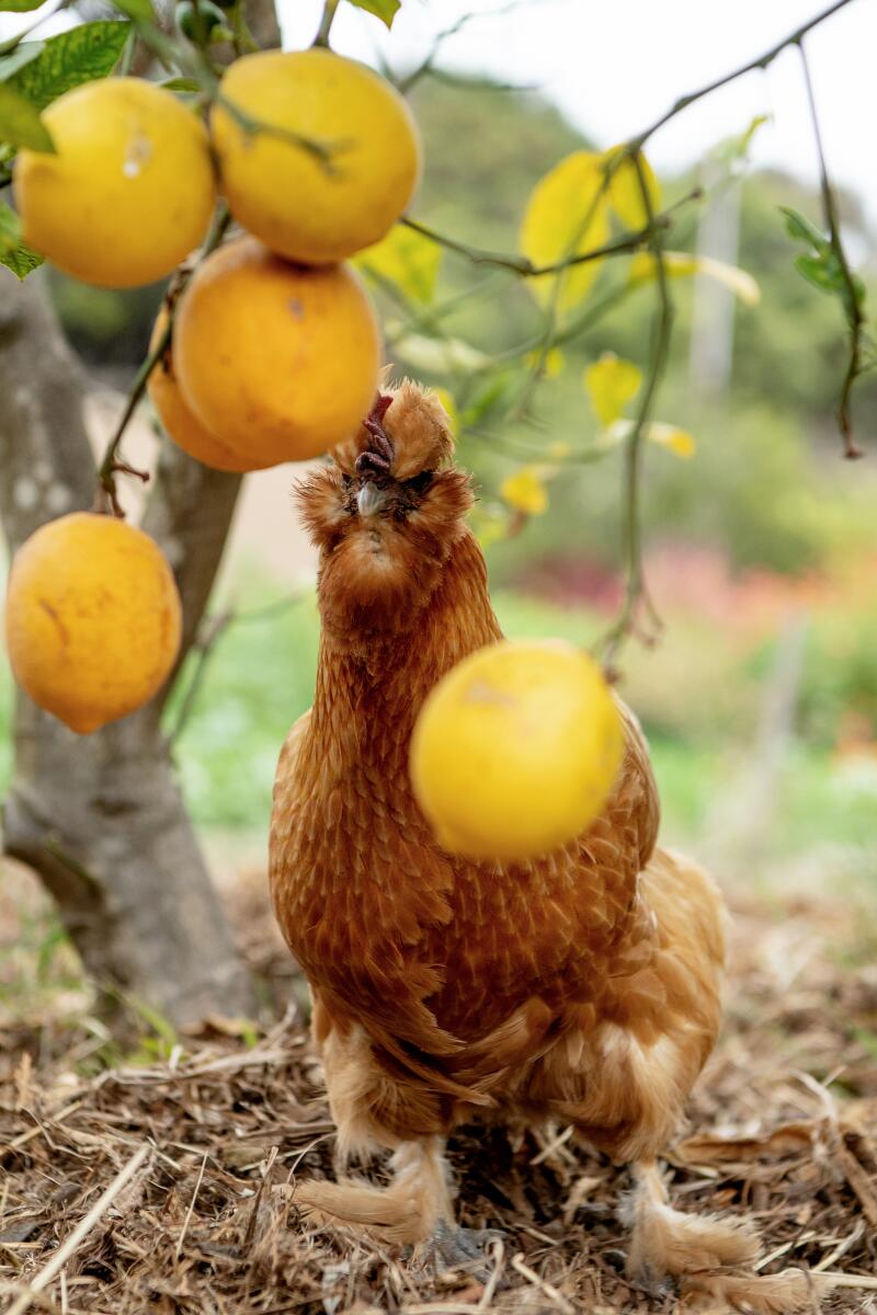 A red chicken poking its head around some lemons hanging on a tree.