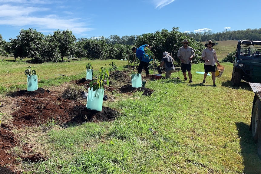 Image of small plants with plastic wraps.