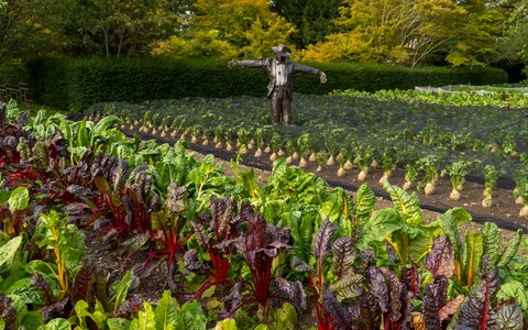 Growing your own food ‘is the most rewarding thing you can witness’ says Blanc