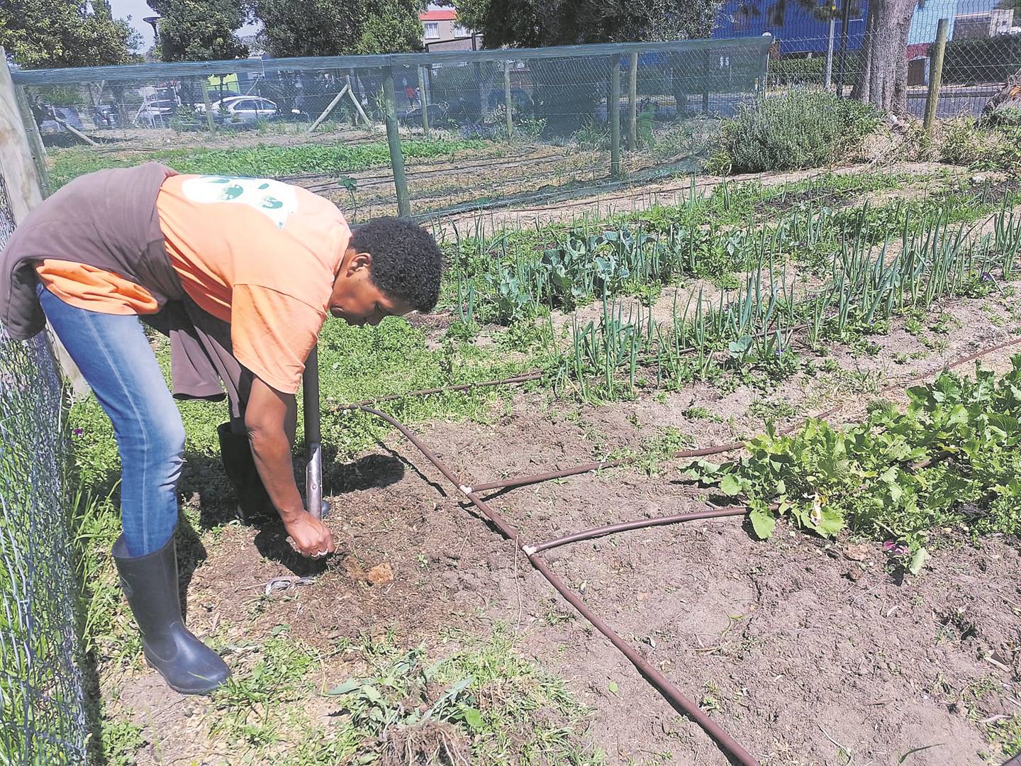 Sophia Grodes working in the vegetable garden at Marine Primary School in Ocean View.PHOTO: Natasha Bezuidenhout
