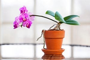 These Are Taylor Swift’s Favorite Flowers (and How to Grow Them ...