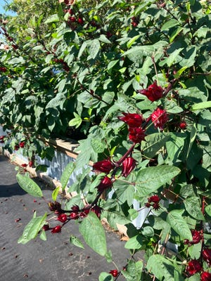 The flowers and edible red calyxes of roselle are a great flash of fall color.