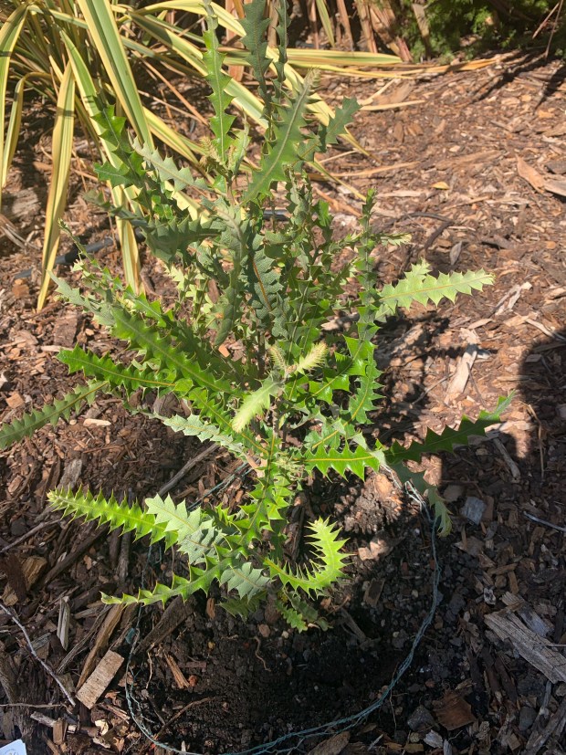 Orange Banksia +Banksia ashbyi+ (Tom Karwin)