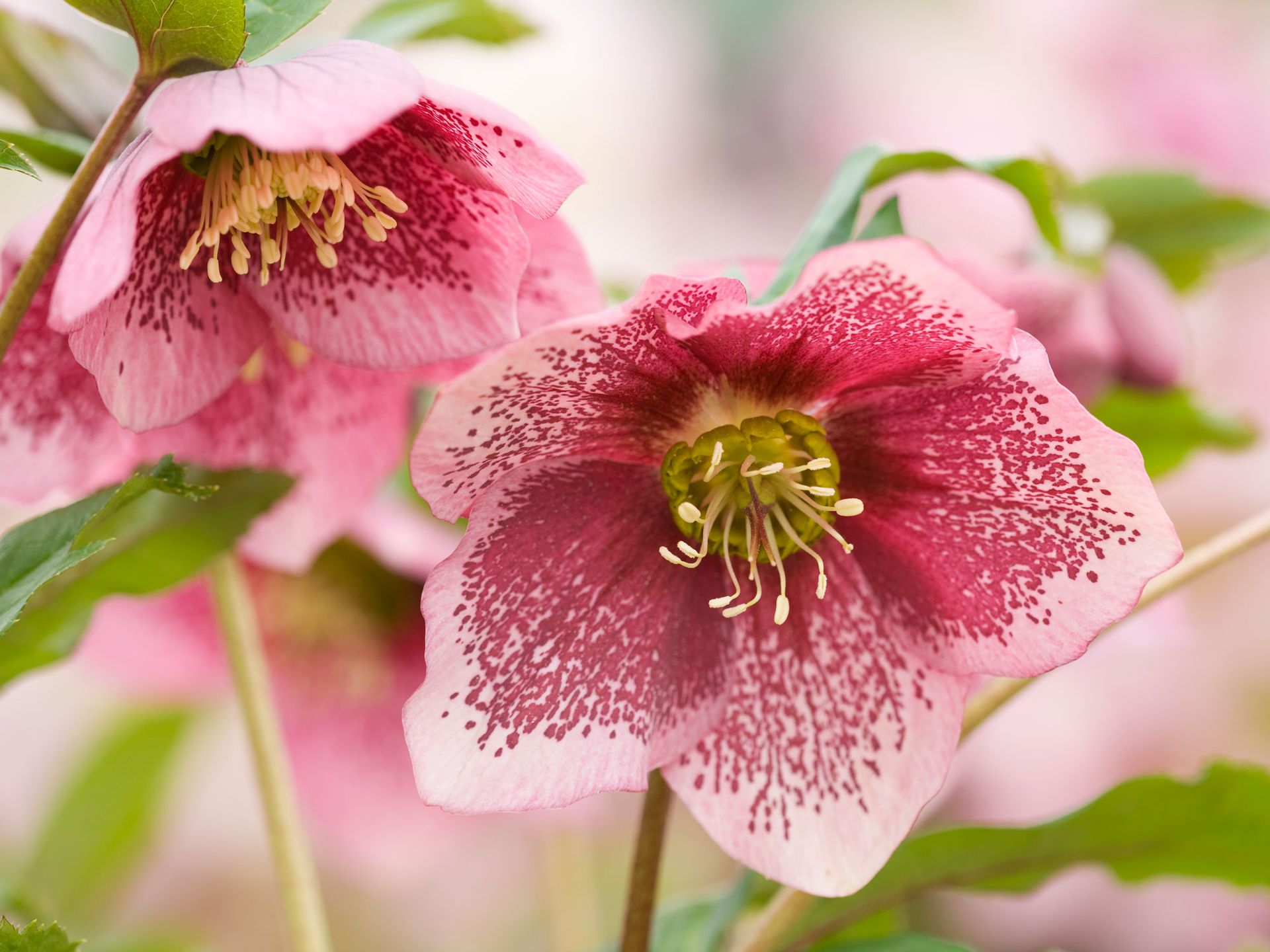 hellebore orientatlis 'Harvington Pink Speckled'
