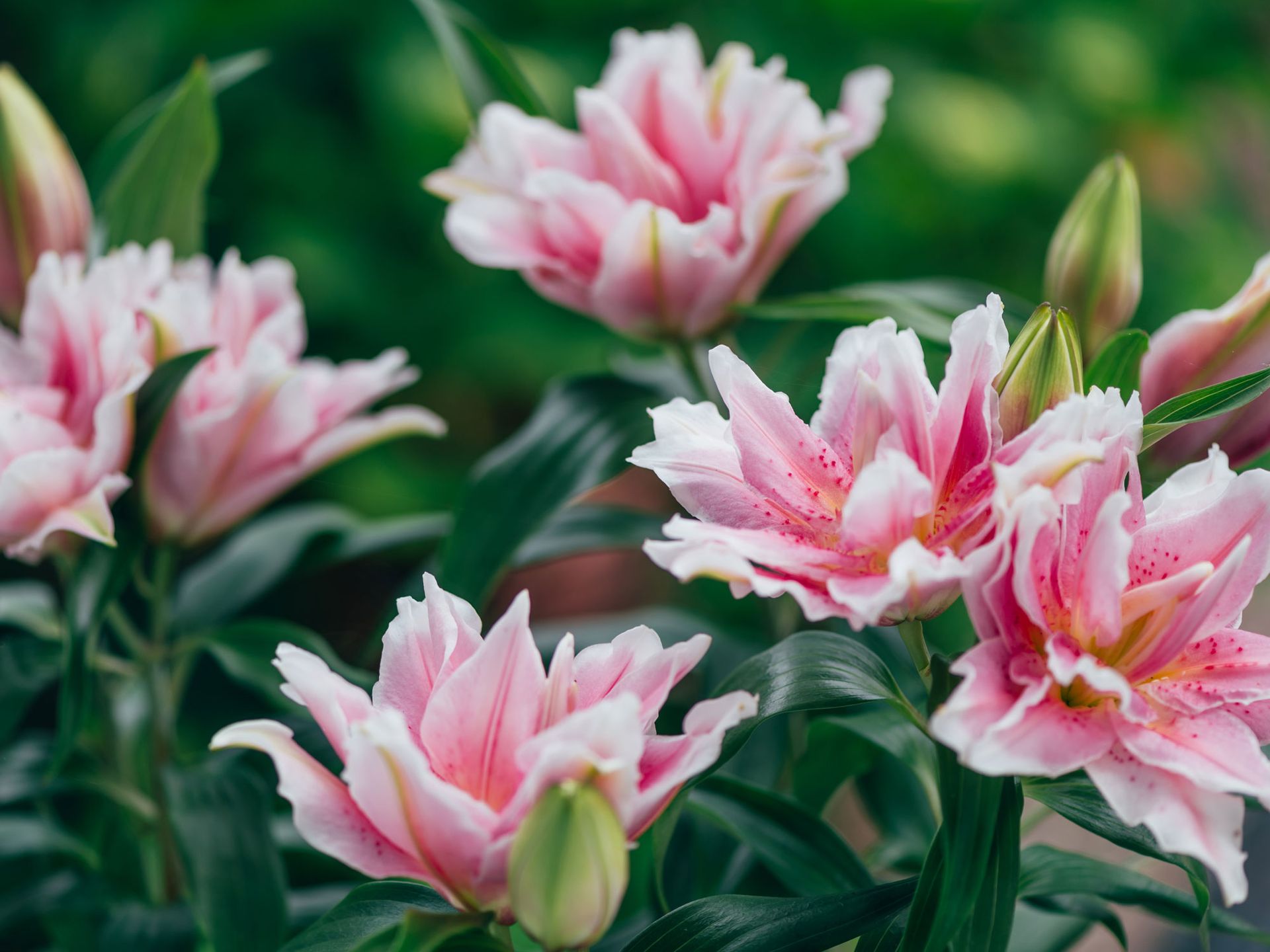 pink lilies