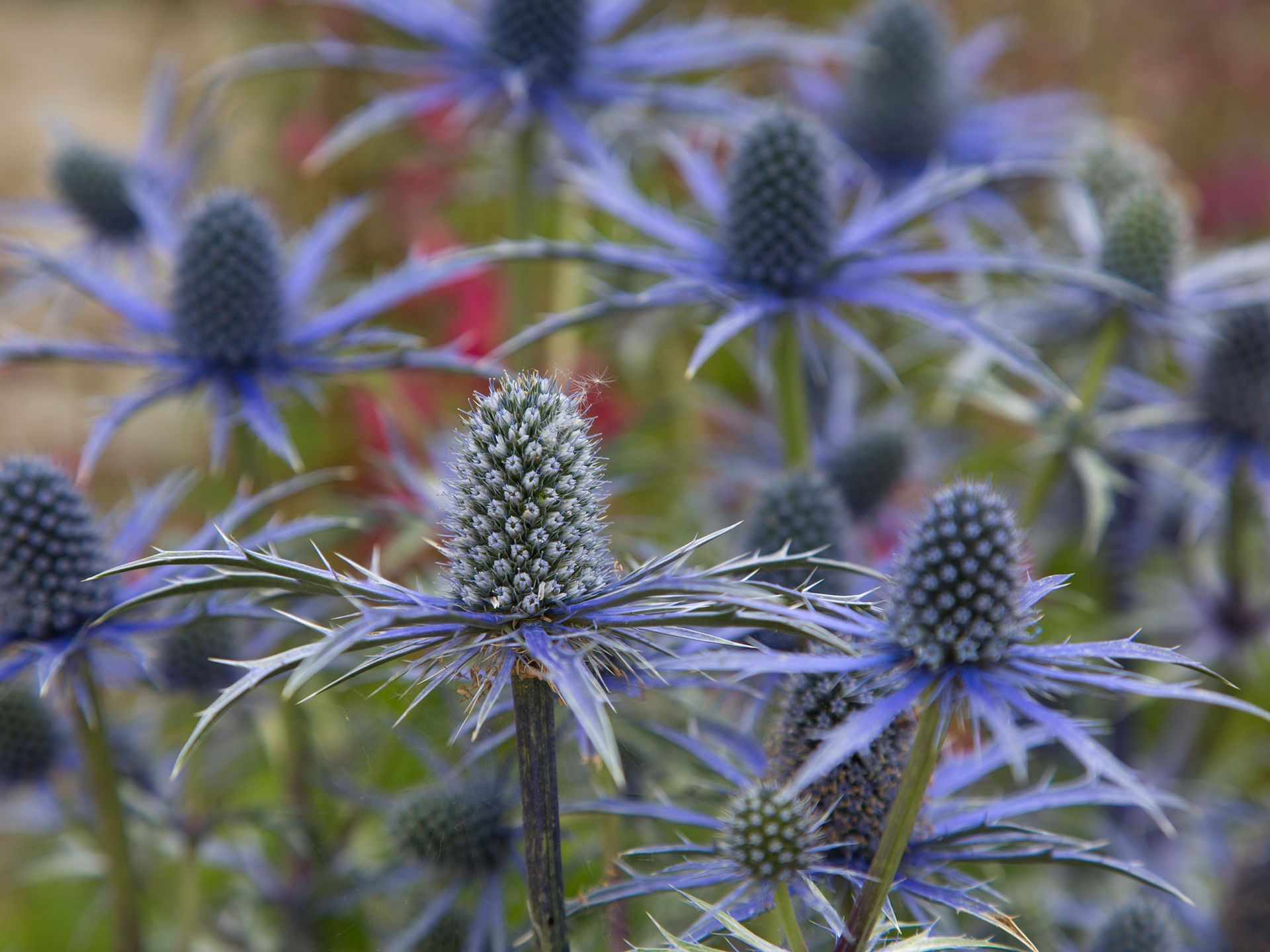 sea holly (eryngium)