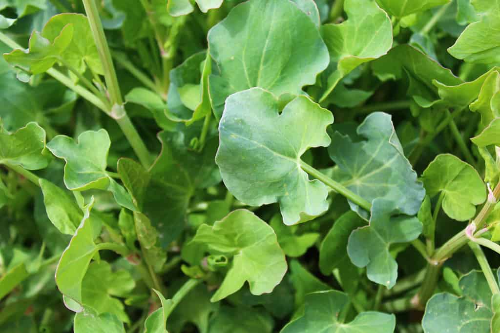 french sorrel in the garden