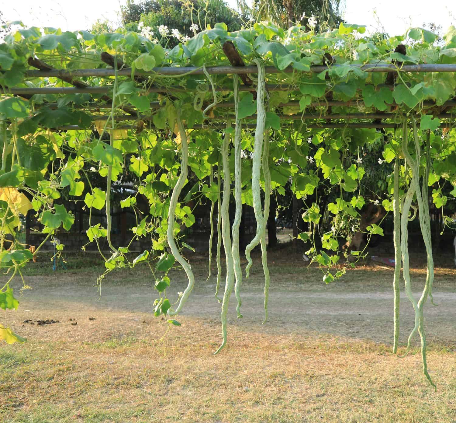 Snake gourd (Trichosanthes anguina Linn) hanging in vegetable garden.